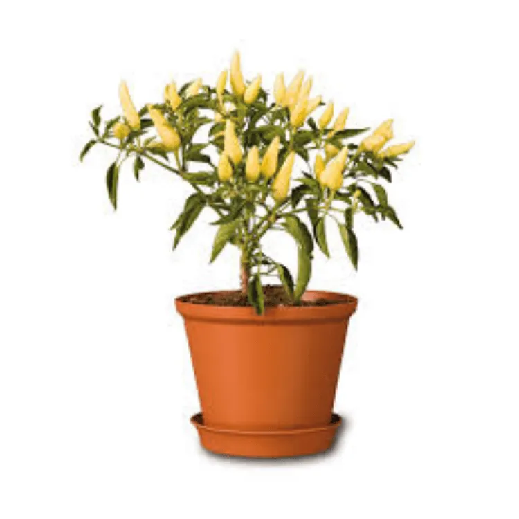 [MCX005000] Maceta Tulipan #16 C/Base