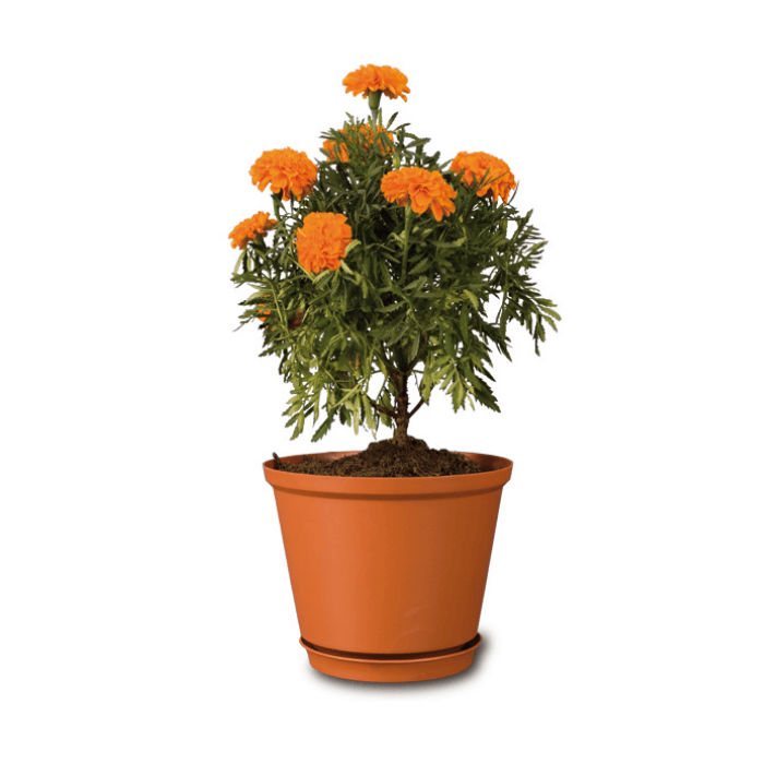 Maceta Tulipan #23 C/Base - Reyplast